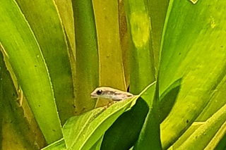 Gecko
