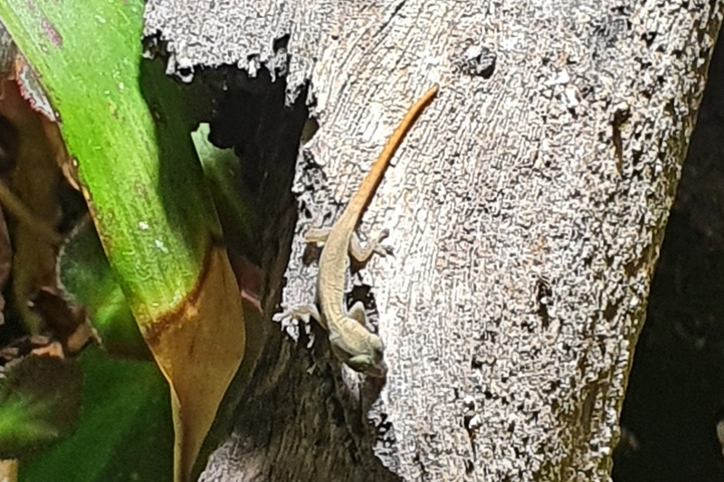 Gecko
